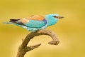 Roller with catch in nature. Birdwatching in Hungary. Nice colour light blue bird European Roller sitting on the branch with open Royalty Free Stock Photo