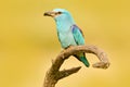 Roller with catch in nature. Birdwatching in Hungary. Nice colour light blue bird European Roller sitting on the branch with open Royalty Free Stock Photo