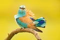 Roller with catch in nature. Birdwatching in Hungary. Nice colour light blue bird European Roller sitting on the branch with open Royalty Free Stock Photo