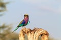 Roller on the dry tree. Tarangire, Tanzania, Africa Royalty Free Stock Photo