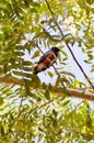 Roller with long strands on a tree Royalty Free Stock Photo