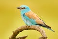 Roller in nature. Birdwatching in Hungary. Nice colour light blue bird European Roller sitting on the branch with open bill, blurr Royalty Free Stock Photo