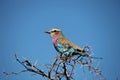 Roller Sabine's (Coracias caudata), Kruger Park, South Africa Royalty Free Stock Photo