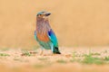 Roller from Sri Lanka, Asia. Nice colour light blue bird Indian Roller sitting on the sand road with grass, blurred yellow