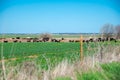 Rolling farmland with organic grass fed, water pond, shade trees and large herds of black Aberdeen Angus and Charolais cattle cows Royalty Free Stock Photo