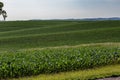 Rows of young corn plants in a large corn farm in Omaha Nebraska Royalty Free Stock Photo