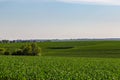 Rolling field of Young corn farm somewhere in Omaha Nebraska Royalty Free Stock Photo