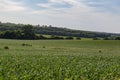 Rolling field of Young corn field somewhere in Omaha Nebraska Royalty Free Stock Photo