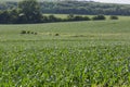 Rolling field of Young corn field somewhere in Omaha Nebraska Royalty Free Stock Photo