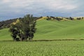 Rolling Green Farm Fields Royalty Free Stock Photo