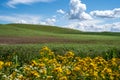 Rolling green farmland hills of the Palouse in Eastern Washington State. Yellow wildflowers blurred in foreground