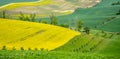 Springtime Bloom in Moravian Tuscany Hills