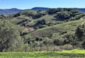 Rolling green hills with vineyards in Napa, California wine country Royalty Free Stock Photo