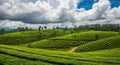 Rolling Green Tea Plantations Under a Dramatic Cloudy Sky tea fields rolling hills Royalty Free Stock Photo