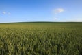 Rolling green wheat field with clear blue sky Royalty Free Stock Photo