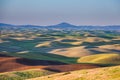 Rolling green wheat fields in the Palouse region of eastern Washington, USA Royalty Free Stock Photo