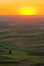 Rolling green wheat fields in the Palouse region of eastern Washington, USA at sunset Royalty Free Stock Photo