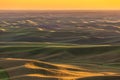 Rolling green wheat fields in the Palouse region of eastern Washington, USA at sunset Royalty Free Stock Photo