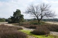 Rolling heathland with a solitary bare tree and Sandy paths. Royalty Free Stock Photo