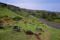 Rolling Hill of wide grassland with screwpine trees & small narrow road at Rodrigues Island, Mauritius