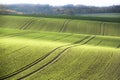 Agrarian rolling hills in autumn with incident sunlight. Incident light falling on field in fall.