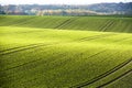 Rolling hills in autumn with incident sunlight. Incident light falling on field in fall. Royalty Free Stock Photo