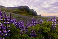 Lupine Field Under Purple Skies in Vik Iceland Royalty Free Stock Photo