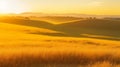 Rolling hills covered in golden grass illuminated by the setting sun Royalty Free Stock Photo