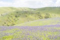 Rolling Hills, Fields of Salvation Jane, Fleurieu Peninsula, Sou Royalty Free Stock Photo