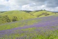 Rolling Hills, Fields of Salvation Jane, Fleurieu Peninsula, Sou Royalty Free Stock Photo