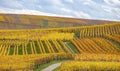 Vineyards of Alsace in late fall, France