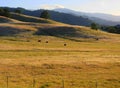 Rolling hills with grazing cattle Royalty Free Stock Photo