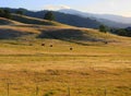 Rolling hills with grazing cattle