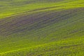 Rolling hills of green wheat fields. Amazing fairy minimalistic landscape with waves hills, rolling hills. Abstract Royalty Free Stock Photo