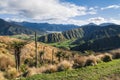 Rolling hills landscape with tussock and silver ferns near Havelock town in Marlborough, New Zealand