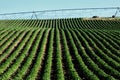 Green crop rows on an Idaho potato farm. Royalty Free Stock Photo