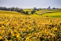 Iowa's Rolling Hills, of Soybeans, Corn and Hay