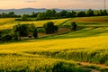 Rolling hills on sunset. Rural landscape. Green fields and farmlands, fresh vibrant colors Royalty Free Stock Photo