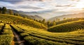 AI-generated Rolling Hills and Tea Fields in Autumn Royalty Free Stock Photo