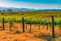 Rolling hills of Temecula Valley are filled with vineyards in California Royalty Free Stock Photo