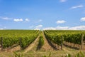 Rolling hills of Tuscan vineyards in the Chianti wine region Royalty Free Stock Photo