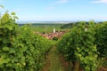 Rolling hills of vineyards in Alsace Royalty Free Stock Photo