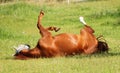 Rolling horse Royalty Free Stock Photo