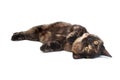 Rolling kitten Royalty Free Stock Photo