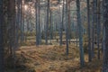 Rolling land in the pine forest. Autumn landscape.