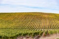 Rolling landscape covered with rows of grapevines on a partly cloudy autumn day Royalty Free Stock Photo