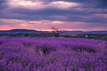 Rolling Lavendar Fields in Valensole France at Sunset