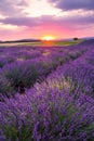 Rolling Lavendar Fields in Valensole France at Sunset