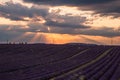 Rolling Lavendar Fields in Valensole France at Sunset