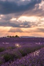 Rolling Lavendar Fields in Valensole France at Sunset